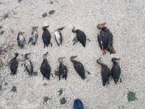 Korkuteli’nde yakalanan kaçak avcılara ceza yağdı