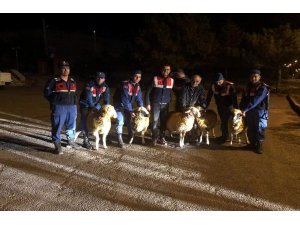 Kayseri’de küçükbaş hayvan hırsızlığı
