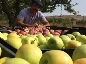 Yalıhüyük'te 2018 yılında 250 ton elma üretildi