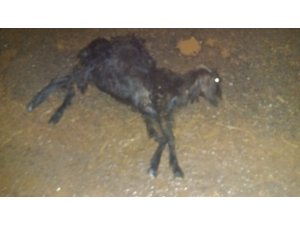 Samsat’ta hayvanlar selde telef oldu