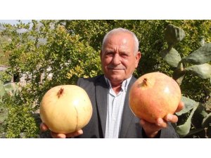 Tescilli nar hasadı başladı