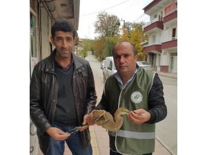 Erguvani Balıkçıl Kuşu tedavi altına alındı