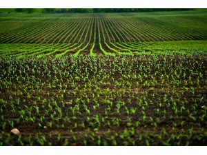 İncefikir: “Toprak analizi rekolteyi arttırıp, giderleri azaltır”