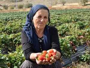 Hüyük'ten çilek ihracatı