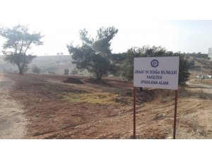 22 dekarlık alanda deneme çalışmaları başladı