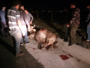Silivri’de otomobil ineğe çarptı