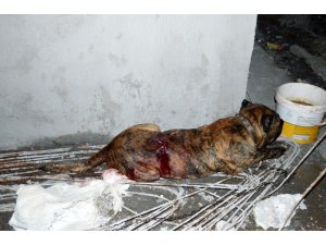 Kadını ve köpeğini kurtarmak isteyen mahalleli saldırgan köpeği bıçakladı