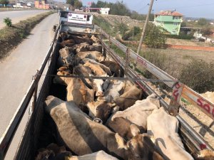 Sağlık raporsuz hayvan sevkıyatına ceza yağdı