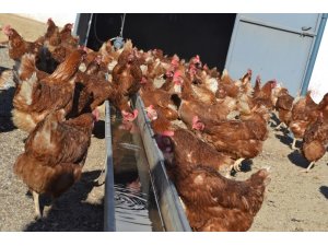 Kümes hayvancılığında Manisa yine zirvede