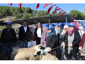 Aydın Büyükşehir Belediyesi 70 aileye sakız koyunu hibe etti