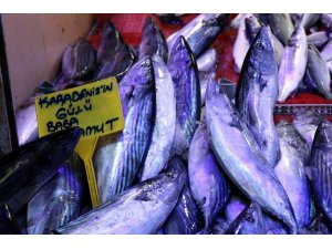 Balık, Karadeniz’den Ege ve Akdeniz’e göç ediyor