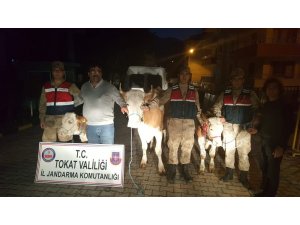 Büyükbaş hayvan hırsızları kaçamadı