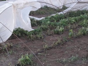 Tarsus’ta dolu ekili tarlalara büyük zarar verdi