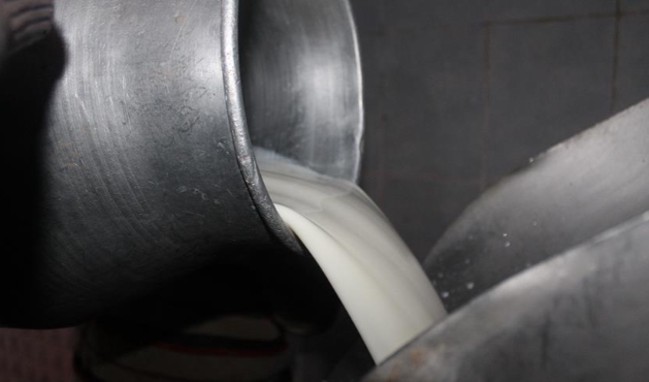 Çiğ süt destekleme ödemeleri başlıyor...