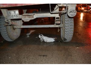 Yaralı kediye vatandaşlar ve polis sahip çıktı