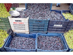 Kilis’te sofralık zeytin piyasada