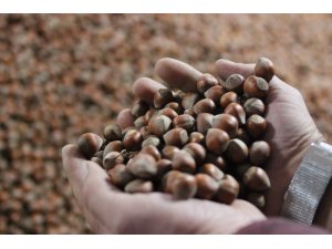 Cumhurbaşkanı Erdoğan’ın açıklamasıyla fındık serbest piyasada 50 kuruş yükseldi