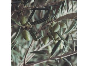 Kuşadası’nda Zeytin Festivali düzenleniyor