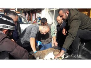 Sürücülerin dikkati yavru yaban keçisini kurtardı