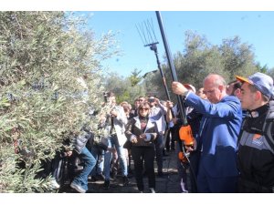 Ayvalık’ta zeytin hasadı coşkusu