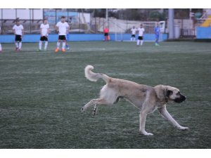Sahaya giren köpek maçın durmasına sebep oldu