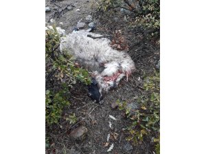 Bingöl’de kurtlar 24 koyunu telef etti