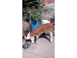 Destekleme ödemeleri başlıyor