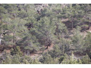 Beypazarı'nda kaybolan 3 kişi ormanda bulundu