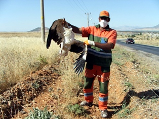 Elektrik tellerine çarpan leylekler telef oldu