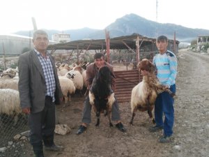 Koyunlarını bulana para ödülü verecek