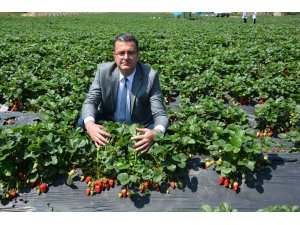 Ordu’da çilek üretimi canlandı