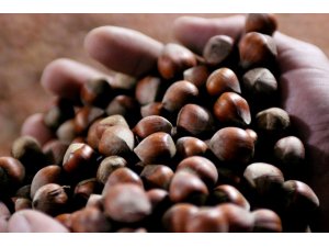 Giresun'da fındık fiyatı 13,50 liraya yükseldi