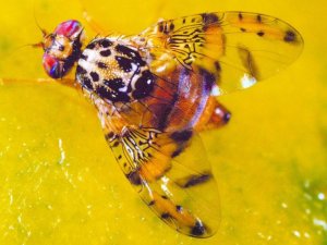 Sinekle mücadele çiftçinin yüzünü güldürdü