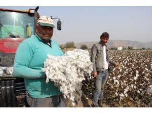 Pamuk üreticisi isyanda