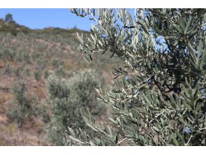 Kusursuz zeytinyağı için sırık yerine tarak kullanın