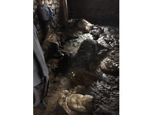Ağrı’da kurtlar 30 koyunu telef etti
