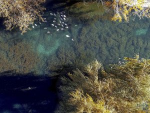 Kuğulu Park ilgi odağı
