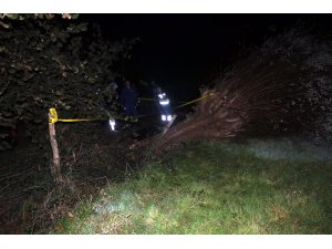 Kestiği ağacın altında kalan kişi öldü