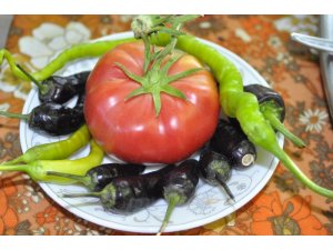 Organik gübreyle verim ikiye katlandı