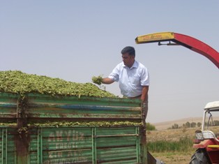 Ereğli'de silajlık mısır hasadı başladı