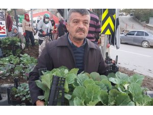 Beypazarı kışlık çiçekler ile güzelleşiyor