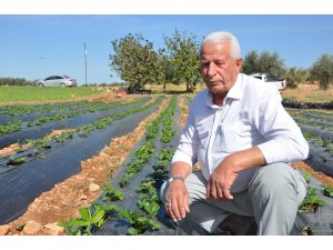 Anamur’da gördü Reyhanlı’da ekti