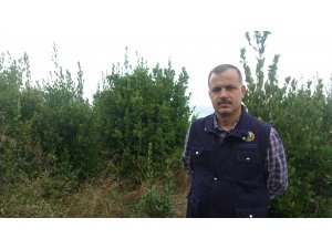Kentten köye "defne" dönüşü