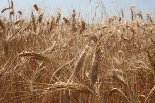 Mehdi Eker üreticiye müjdeyi verdi