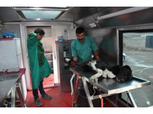 Yüksekova’da köpekler kısırlaştırılıyor
