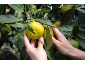 Doğu Karadeniz’de narenciye hasadı başladı