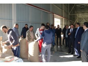 Giresun’da TMO fındık alımlarına başladı