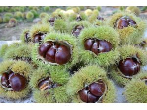 Denizli’de kestane hasadı başladı