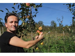 Amasya elmasına rakip Praziz elmasının hasadına başlandı