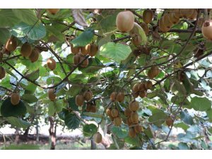 Yalova’da 25 bin ton kivi beklentisi